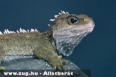 Tüskéshátú menyasszony