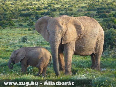 Rombol és épít az afrikai elefánt