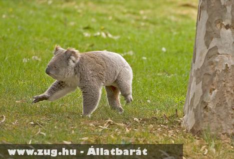 Kocsmába menekült a Koala