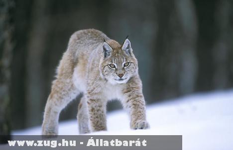 Hiúz az év állata