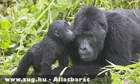 Prágában mentik a gorillákat