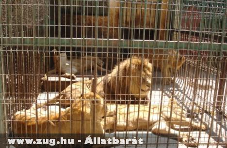 Illegálisan szállították az oroszlánokat