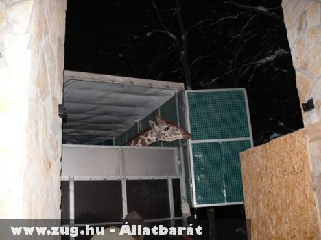 Szegedre érkezett Nuru