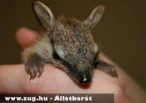 Numbatbébi született