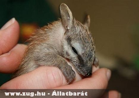 Numbatbébi született