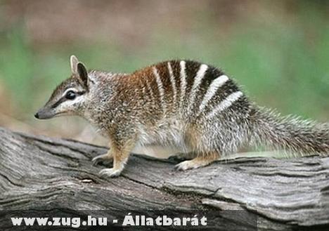 Numbatbébi született