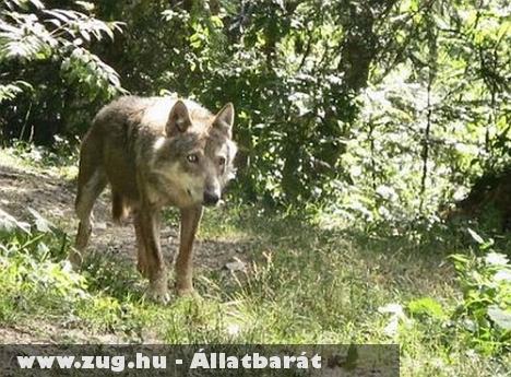 Újra pusztítanak Katalóniában a több mint egy évszázada kihaltnak hitt farkasok