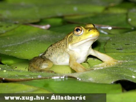 Lopják a békacombot