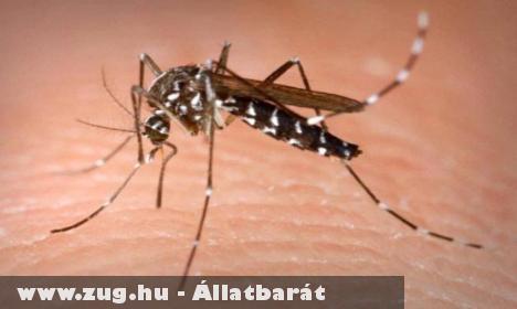 A szúnyogok a világ legveszélyesebb állatai