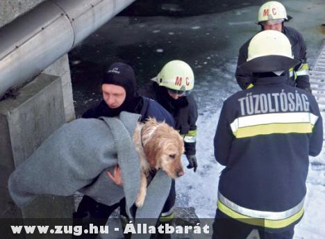 A Balatonon kutyát mentettek a somogyi tûzoltók