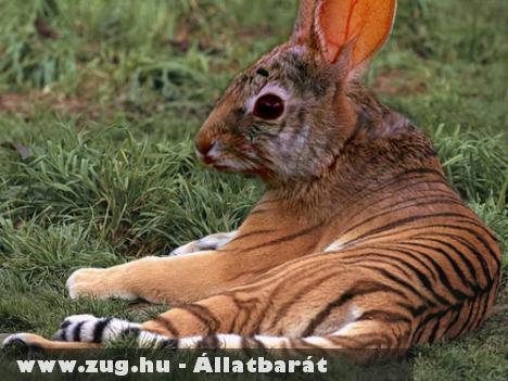 Photoshop állatok, avagy az állatbarátok kreativitása