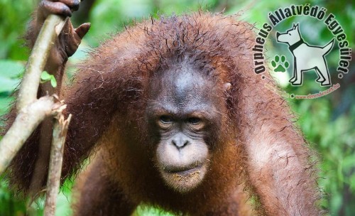 A világ legritkább orangutánfajának példányaira bukkantak 