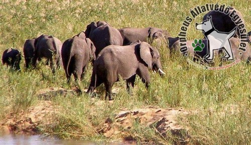 Műholdas jeladóval védik az elefántokat