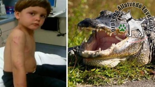 Krokodil támadt egy 6 éves fiúra
