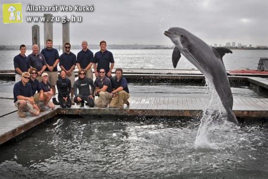 Egy delfin találta meg a 13 éves torpedót