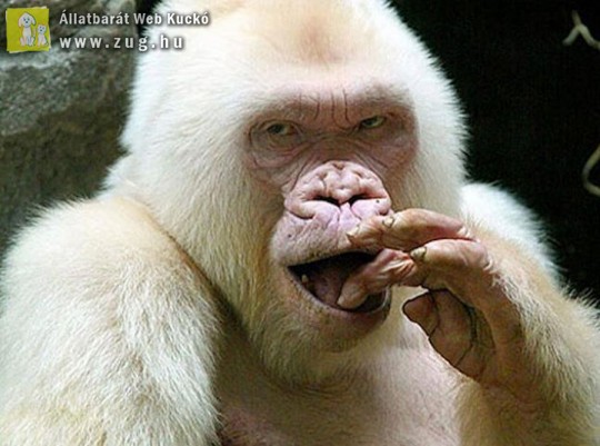 Megfejtették az egyetlen albínó gorilla titkát