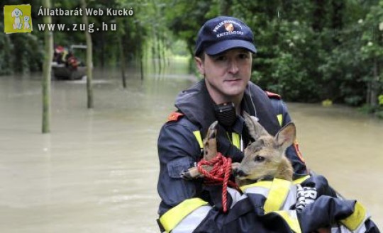A vadállatokat sem kíméli a Duna áradása - fotóval