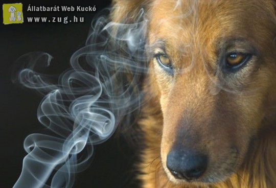 Az állatokra is káros hatással van a passzív dohányzás
