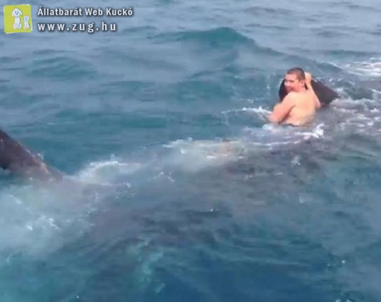 Egy cápa uszonyába kapaszkodva úszkált egy tini fiú