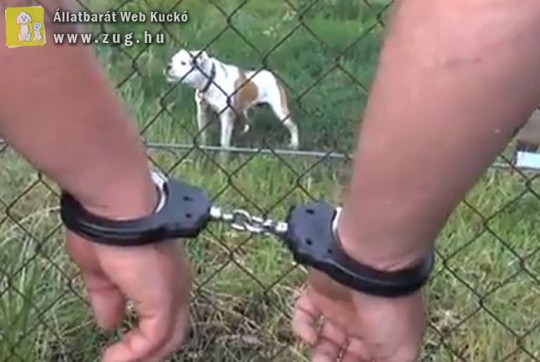 Öt embert állítottak elő tiltott kutyaviadalon - videóval