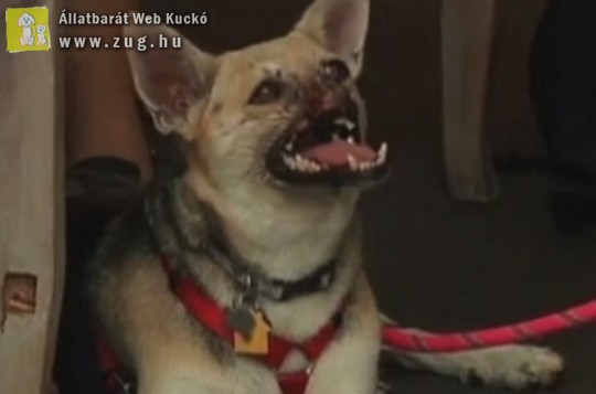 Az orr és felsőállkapocs nélküli hős kutyát ünneplik a Fülöp-szigeteken - durva képpel