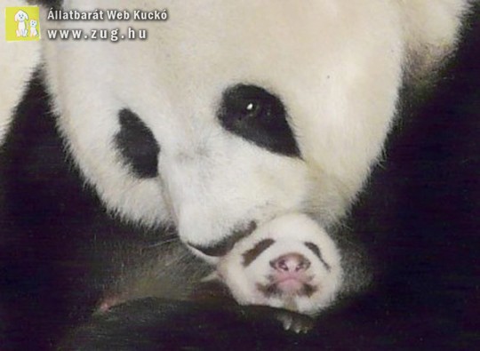 Hármasikreket hozott a világra egy panda, de csak egy maradt életben