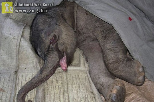 A nőstény elefánt megpróbálta halálra tiporni nemrég született borját