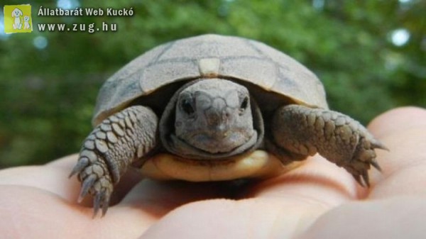 Megtalálták az első idei kis teknősbékát a Vadasparkban