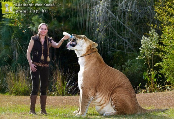 Hercules, a világ legnagyobb macskaféléje