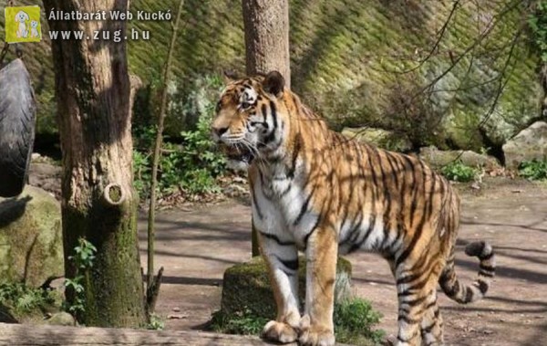 Halálra marcangolta gondozóját egy tigris