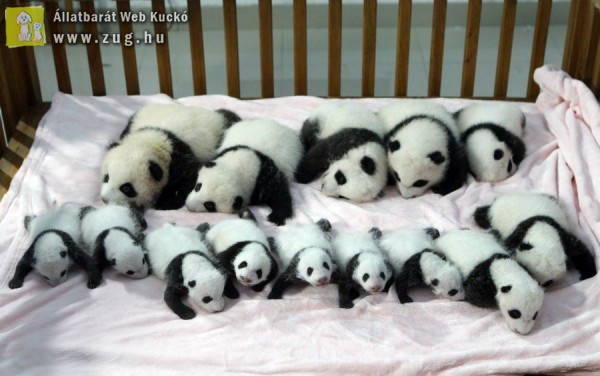 Megmutatták a 14 pandabocsot Kínában