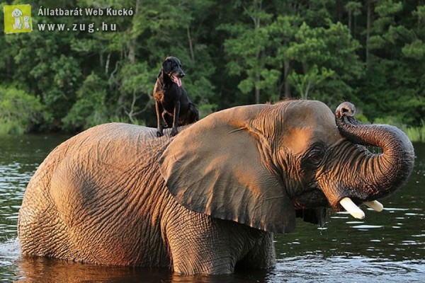 Kutya-elefánt barátság