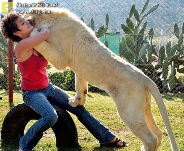 Egy 120 kilós oroszlánnal él együtt egy dél-afrikai nő