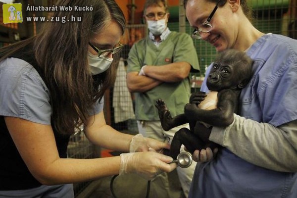 Gyermekkórházban kezelik a magára hagyott kis gorillát