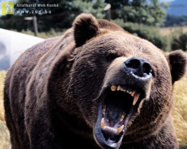 Medve támadott meg egy csipkebogyót szedő nőt