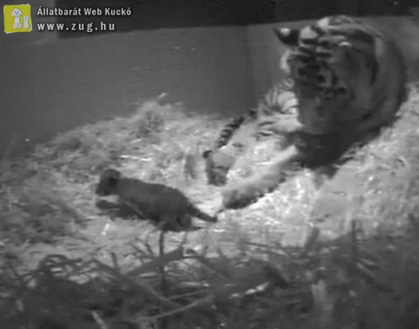 Ritka szumátrai tigriskölyök született a Londoni Állatkertben
