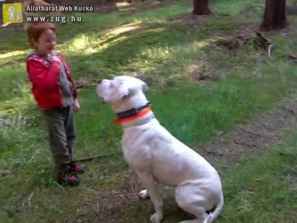 Gyerekre támadt egy argentin dog