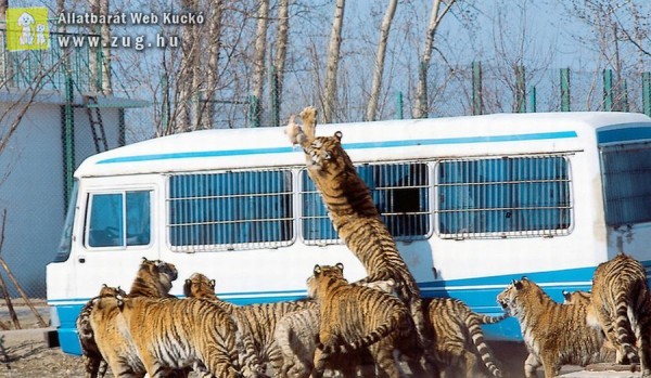 Szabadon mászkálnak a tigrisek Kína egyik külterületi részén