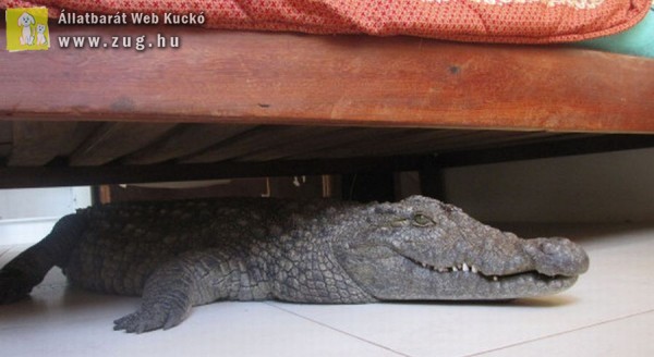 Hatósági engedély nélkül tartott otthon krokodilt egy férfi