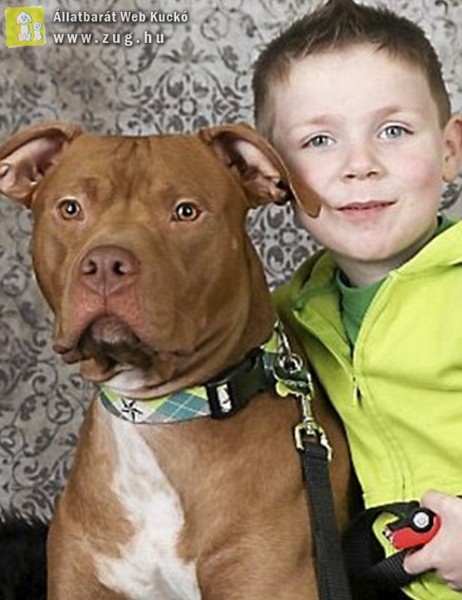 Négyéves kisfiú életét mentette meg egy pitbull