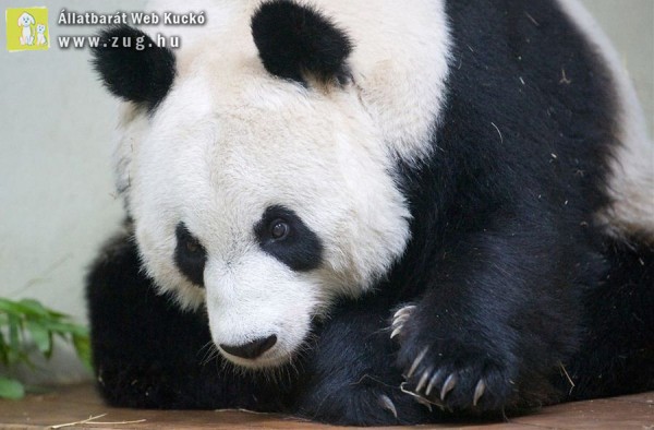 Tigriskölyköt és pandabocsot gyászol az Egyesült Királyság
