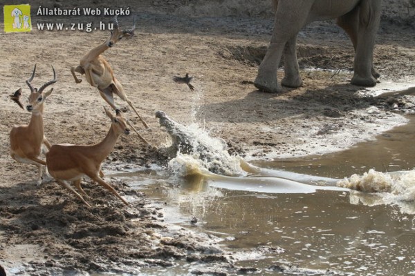 Így menekült meg a krokodiltól az impala