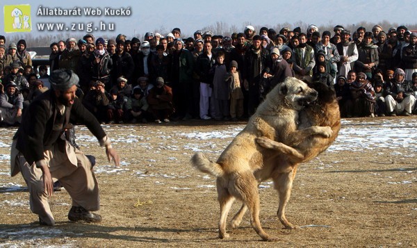 Újra kutyaviadalokon élvezkednek Afganisztánban