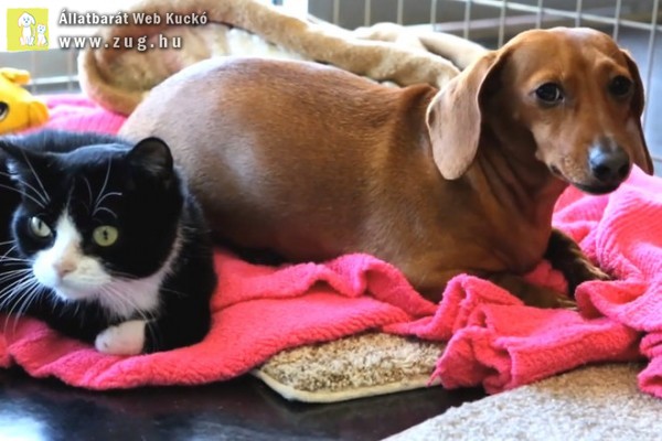 Kutya ápolja a lebénult macskát