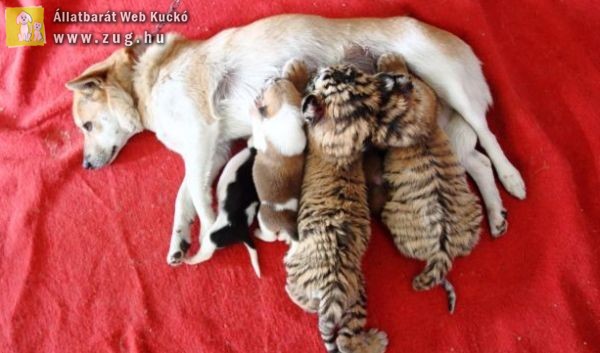 Kutyamama gondoskodik a kitagadott tigrisekről