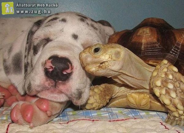 Nem mindennapi barátságok állatok között