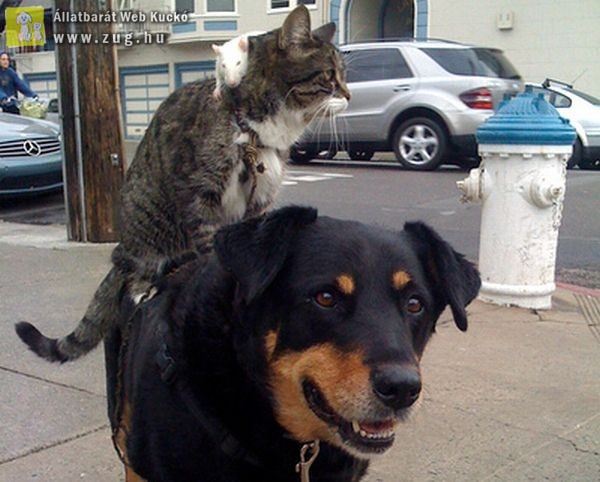 Ez aztán a barátság: a hátán viszi a kutya a macskát és a patkányt