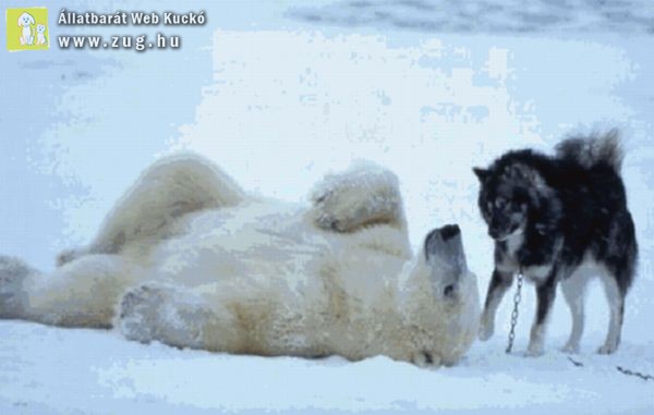 A jegesmedve és a husky barátsága