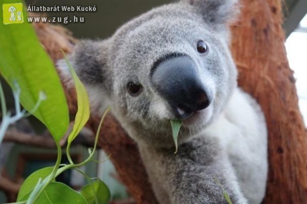 Így fotózza saját magát a koala