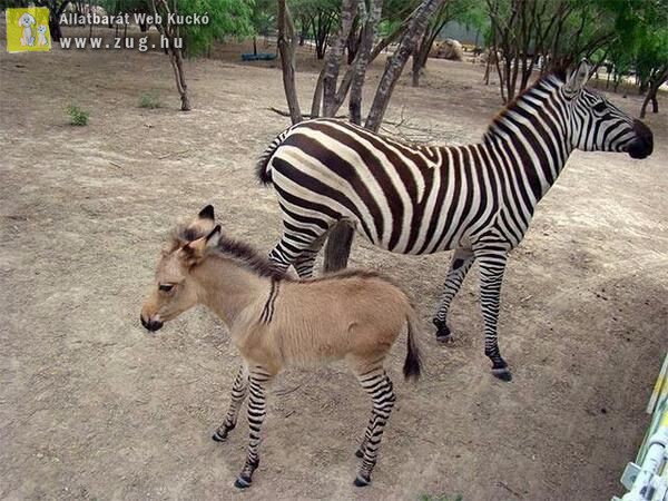 Különös kiscsikó: anyukája zebra, apukája szamár